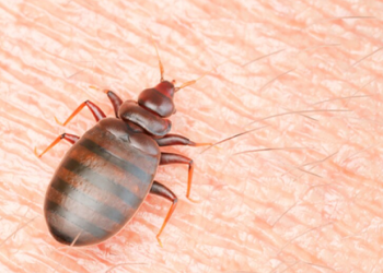 Chinches atacan a plantel del CETIS