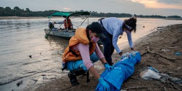 Aparecen más de 100 delfines muertos en un lago