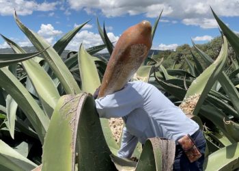 Pulque, bebida ancestral y benéfica por excelencia