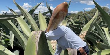 Pulque, bebida ancestral y benéfica por excelencia