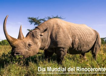 Día Mundial del Rinoceronte