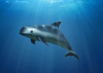 Estados: Pesca de camarón amenaza a la disminuida población de la vaquita marina