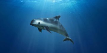 Estados: Pesca de camarón amenaza a la disminuida población de la vaquita marina