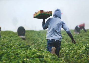 Trabajadores migrantes recibirán 6.5 MDD: Iván Ernesto Báez Martínez