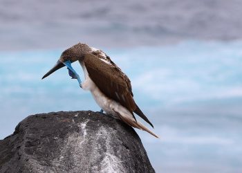 Activan protocolos ante posible afectación de aves en el archipiélago de Galápagos