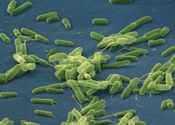 Estados Unidos alerta de mortífera bacteria come carne en aguas del Atlántico y el Golfo de México