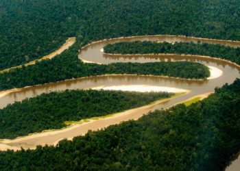 ¿Inteligencia Artificial para monitorear la biodiversidad de la Amazonía?