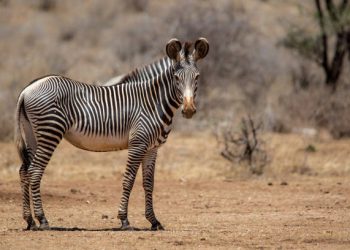 Nace una cebra de Grevy, especie en extinción