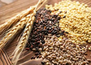 Lombrices de tierra contribuyen en la producción mundial de cereales