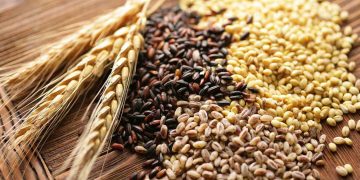 Lombrices de tierra contribuyen en la producción mundial de cereales