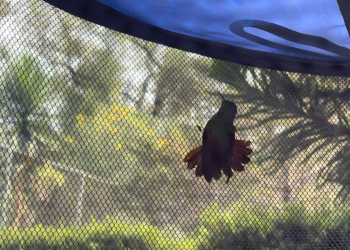 La UNAM monitorea colibríes en la CDMX