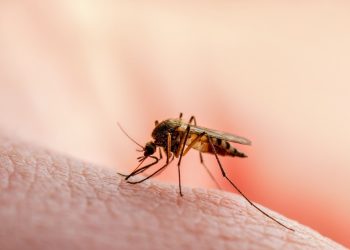 Tabasco registra su primera muerte por dengue
