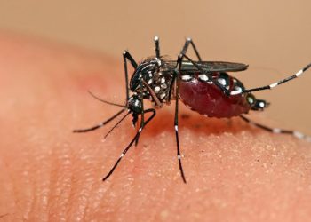 Declaran estado de emergencia en Hidalgo por dengue
