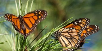 Michoacán espera un 12 % más de turistas por la mariposa monarca