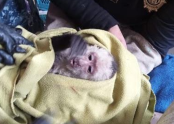 Asegura la policía capitalina a un Mono Capuchino que fue hallado en calles de la Venustiano Carranza