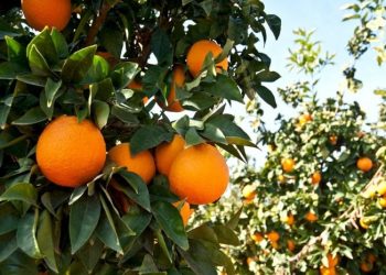Pone en marcha la SADER plan agronómico integral para proteger la producción nacional de cítricos
