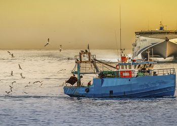 Greenpeace advierte del avance de la sobrepesca 