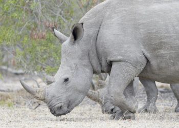 Más de 2 mil rinocerontes blancos serán liberados en Sudáfrica en los próximos diez años