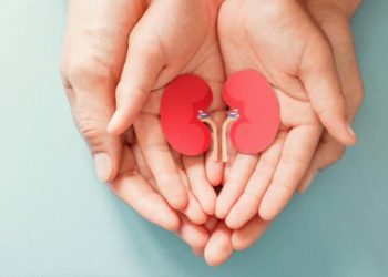 ¿Sabes por qué los riñones femeninos son más resistentes? Esto dice un estudio