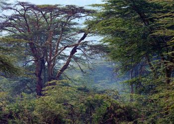 Unesco declara al bosque de Nyungwe de Ruanda Patrimonio de la Humanidad