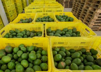 México registra superávit en balanza comercial agroalimentaria en primeros 7 meses de 2023
