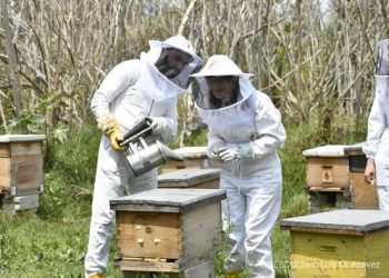 Abejas de Barrio, un turismo digno en México que acelera la seguridad alimentaria