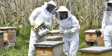 Abejas de Barrio, un turismo digno en México que acelera la seguridad alimentaria