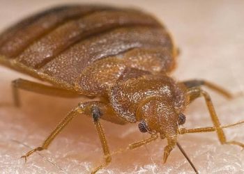 Hasta el momento no tenemos registro de infestaciones de chinches en la UNAM: Investigador