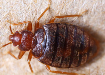 ¡Tómala! La UNAM halla una chinche