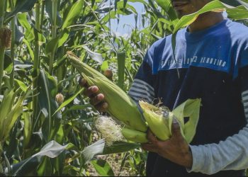 ¡Huitlacoche todo el año!, gracias a universitarios