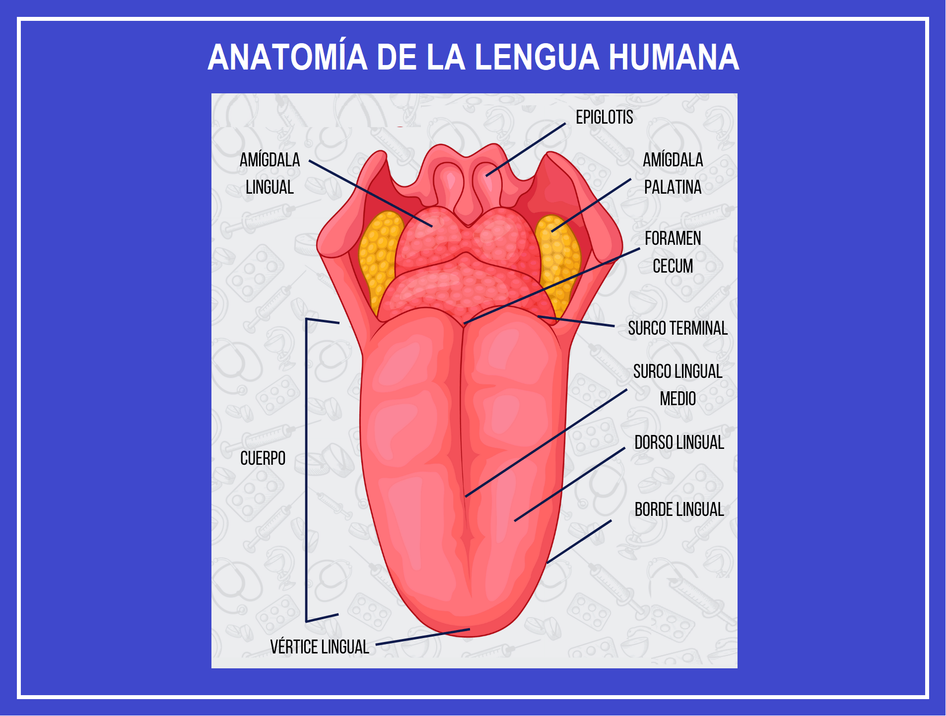 diagrama de las partes de la lengua