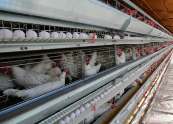 México reporta primer caso de influenza aviar AH5 de alta patogenicidad