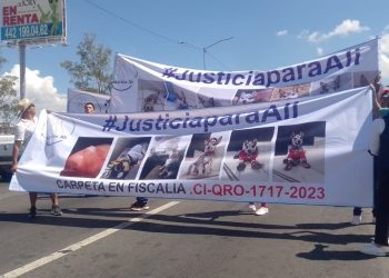 Exigen justicia por Alí, perrito que fue atropellado por una persona en estado de ebriedad