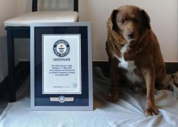 Murió Bobi, el perro más longevo del mundo