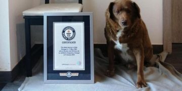 Murió Bobi, el perro más longevo del mundo