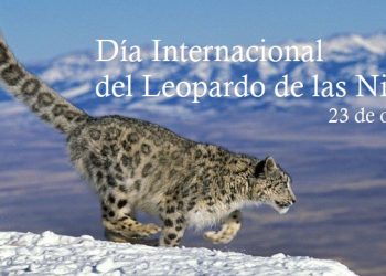 Día Internacional del Leopardo de las Nieves