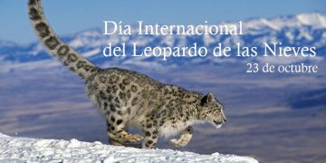 Día Internacional del Leopardo de las Nieves