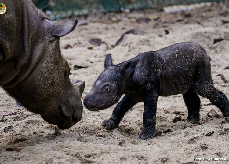 YAKARTA, 01/10/2023.-  Las autoridades de Indonesia anunciaron este domingo el nacimiento de un bebé rinoceronte de Sumatra, una especie en peligro crítico de extinción, en lo que supone la cuarta cría nacida en el Santuario de Rinocerontes de Sumatra y que amplía a nueve el número de ejemplares en este parque de conservación. La cría, fruto de la pareja Ratu y Andalas, que en los últimos años "produjeron con éxito" tres bebés rinocerontes de Sumatra, nació la víspera y su nacimiento se enmarca en los esfuerzos del Parque Nacional Way Kambas, situado en el sur de la isla de Sumatra, en estimular la reproducción natural de esos animales desde 2009. EFE/Way Kambas *****SOLO USO EDITORIAL/SOLO DISPONIBLE PARA ILUSTRAR LA NOTICIA QUE ACOMPAÑA (CRÉDITO OBLIGATORIO) *****