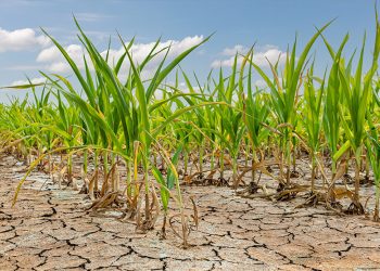 Hay estados con 100% de sequia y esto ya está repercutiendo en el aumento de precios: Grupo Consultor de Mercados Agrícolas