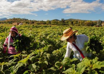IICA, CEPAL y FAO piden fortalecer cooperación de sistemas agroalimentarios sostenibles