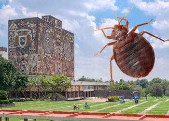 UNAM fumiga sus instalaciones ante presunta presencia de Chinches