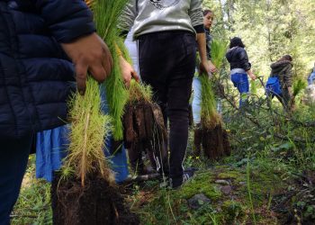 Gobierno de la CDMX va por reforestación ante grave sequía del Cutzamala