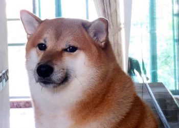 ¡Justo en el cora! Comparten imágenes del funeral del perrito Cheems