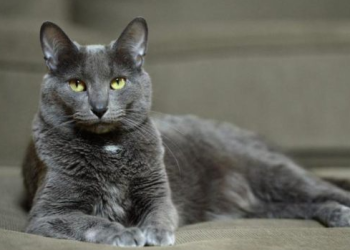 Eres amante de los gatos: esto es para ti, descubre las tres razas de gatos pequeños y que nadie sabe.