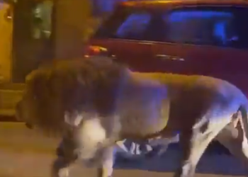 ¡Qué miedo! León escapa y pasea por las calles