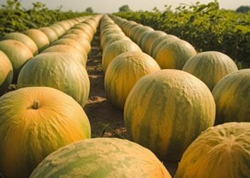 ¡Entérate! Este es el principal estado productor de calabaza en México
