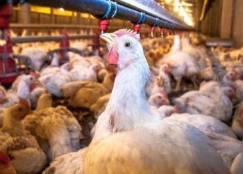 Resultan negativas granjas aledañas a módulo con brote de influenza aviar en Sonora