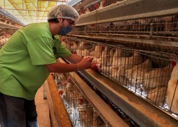 Detectan segundo brote de influenza aviar en Sonora