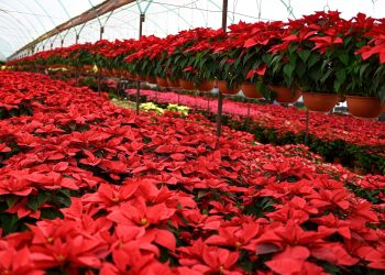 Conoce al estado líder en producción de nochebuenas