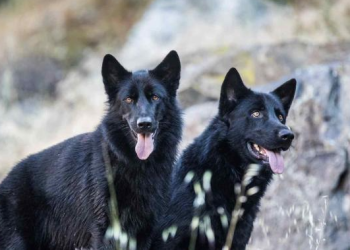 ¿Conoces la historia de Calupoh, el perro-Lobo mexicano de origen prehispánico?